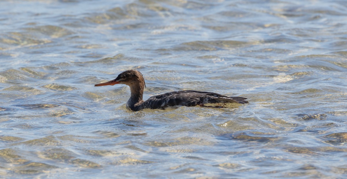 Red-breasted Merganser - ML644607192