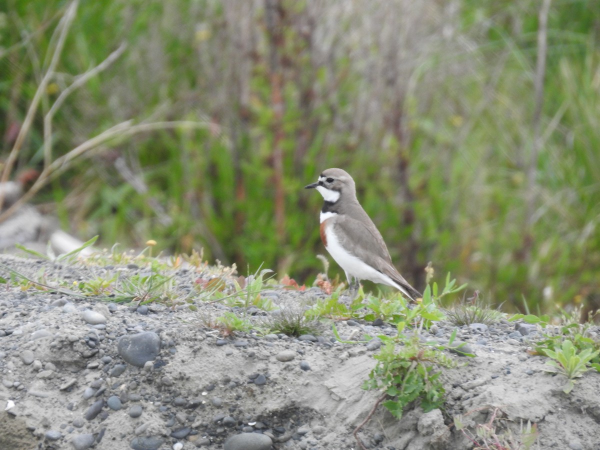 Double-banded Plover - ML644607193