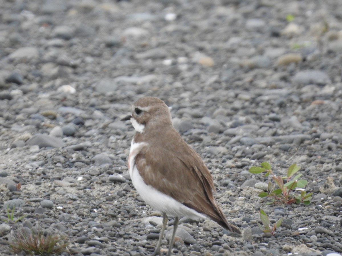 Double-banded Plover - ML644607195