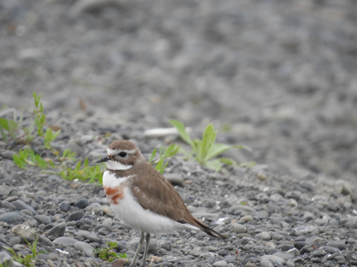 Double-banded Plover - ML644607197