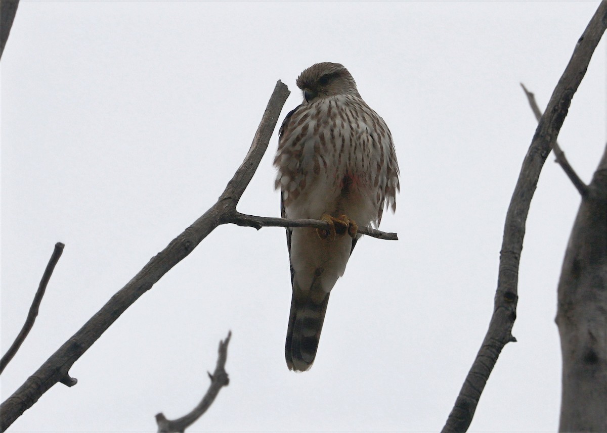 dvergfalk - ML644607201