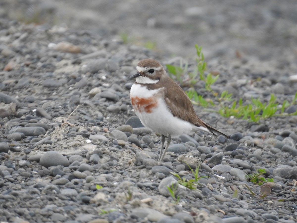 Double-banded Plover - ML644607203