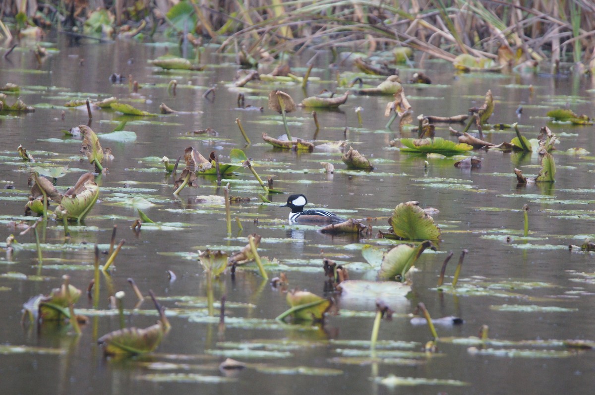 Hooded Merganser - ML644607205