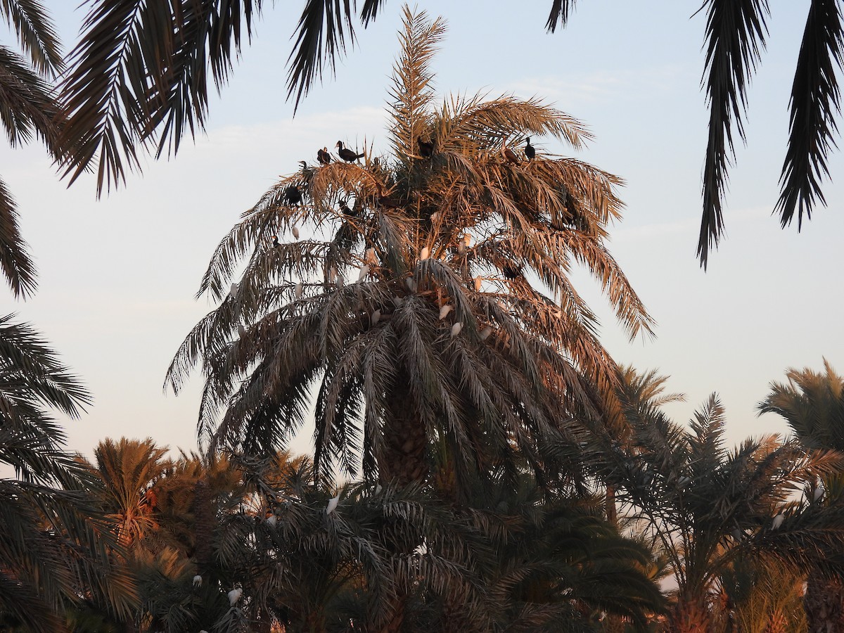 Cormorán Grande - ML644607211