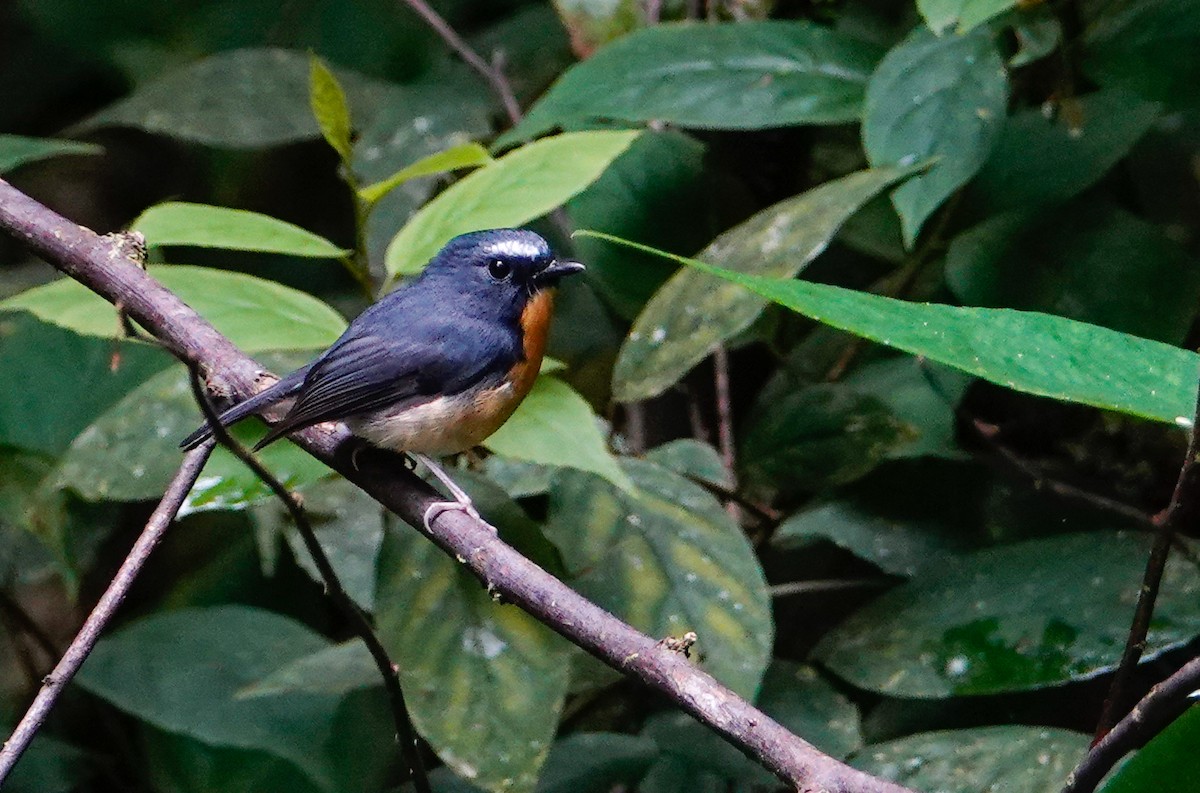 Gobemouche givré - ML644607214