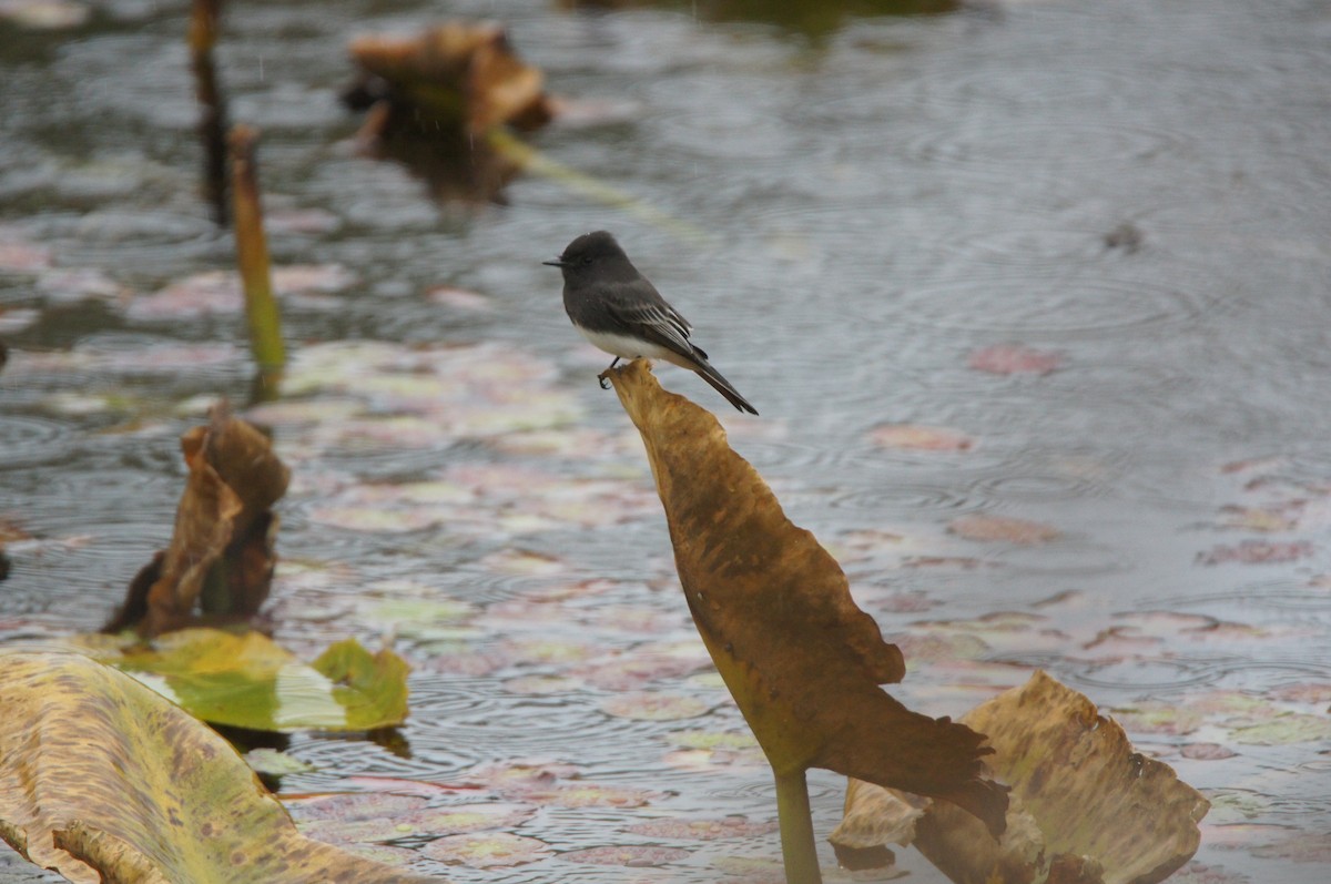 Black Phoebe - ML644607215