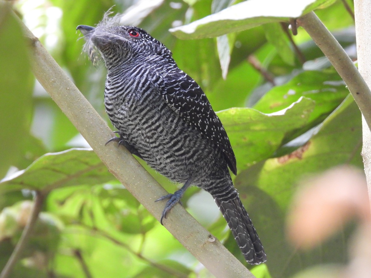 Fasciated Antshrike - ML644607217