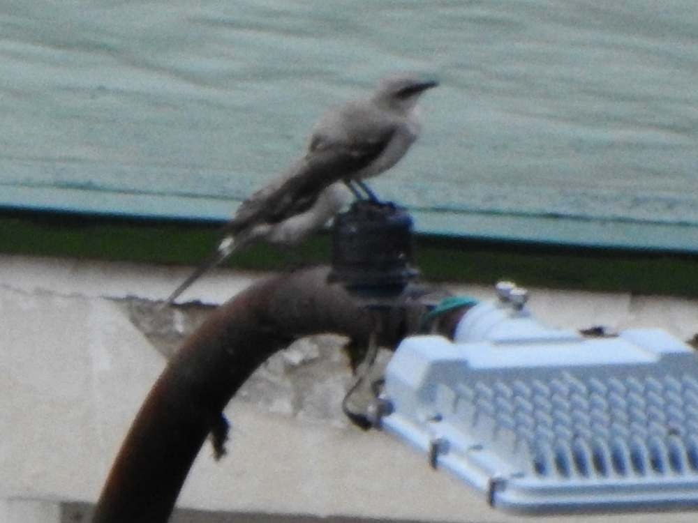 Tropical Mockingbird - ML644607220