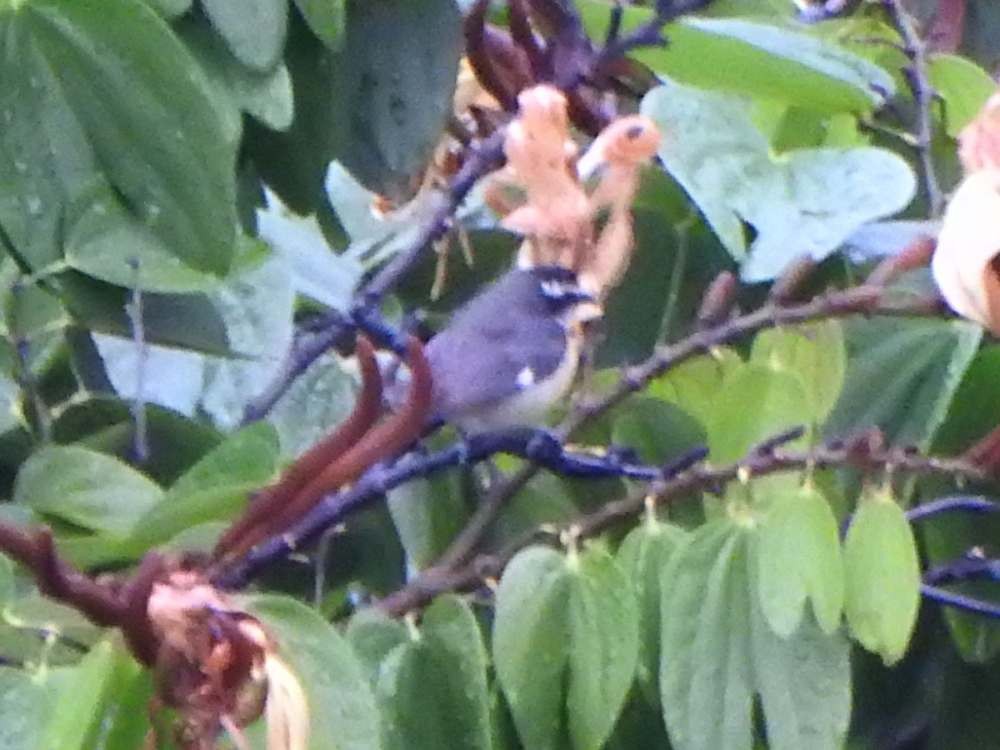 Sucrier à ventre jaune - ML644607227