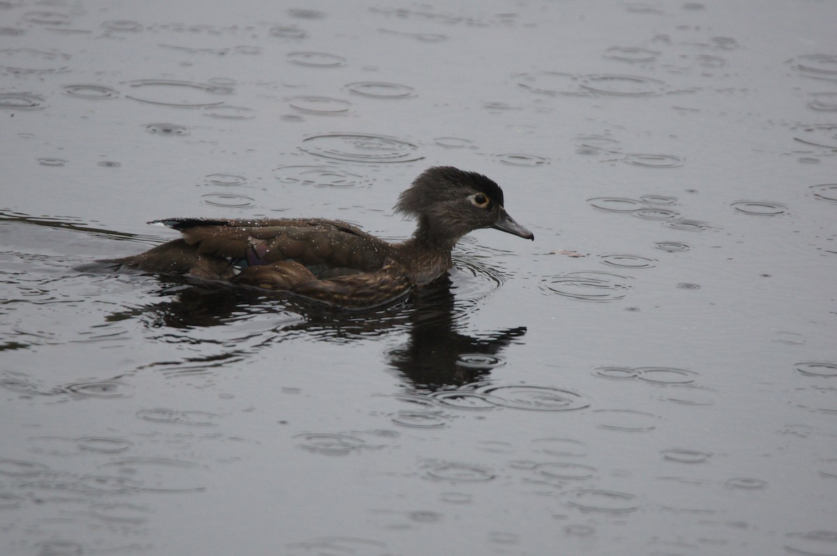 Wood Duck - ML644607233