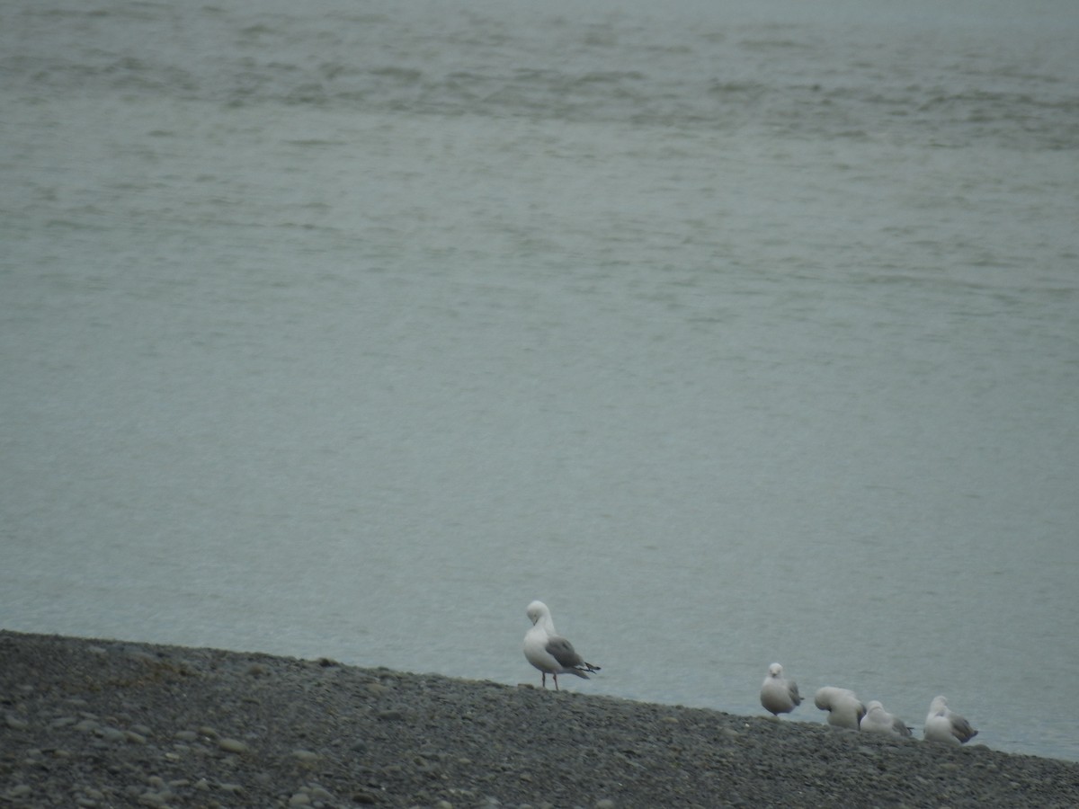 Black-billed Gull - ML644607236
