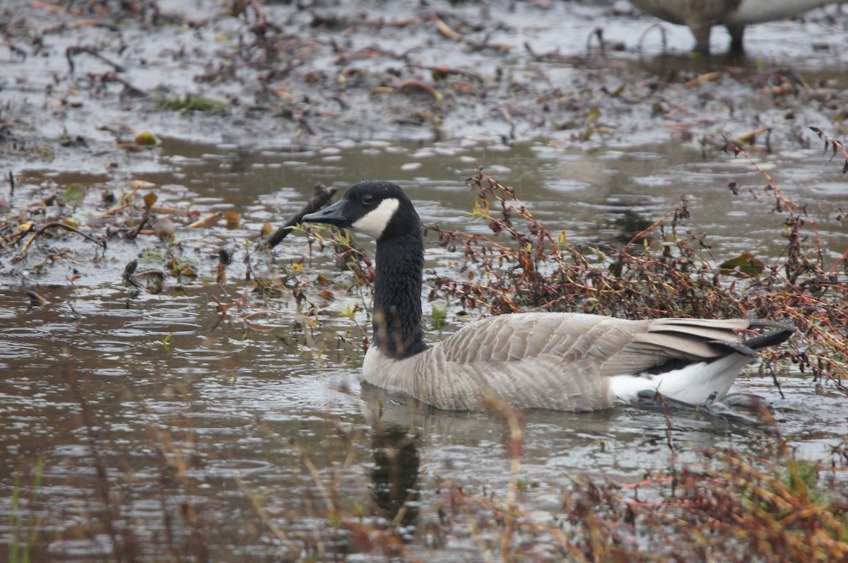 Canada Goose - ML644607246