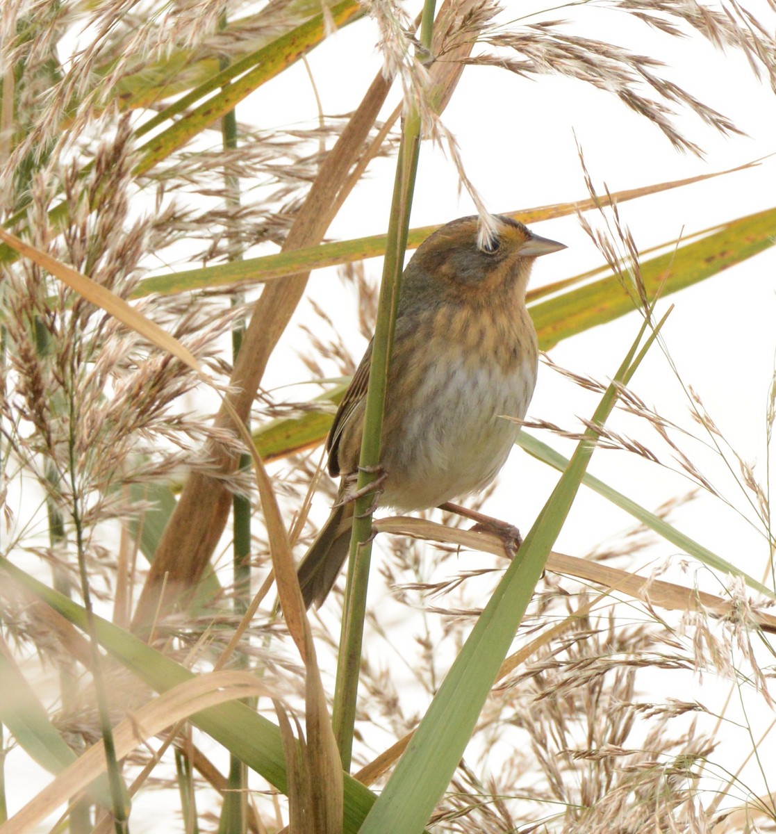 Nelson's Sparrow - ML644607251