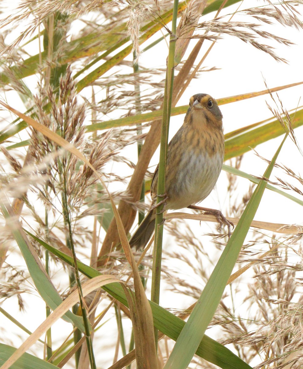 Nelson's Sparrow - ML644607252