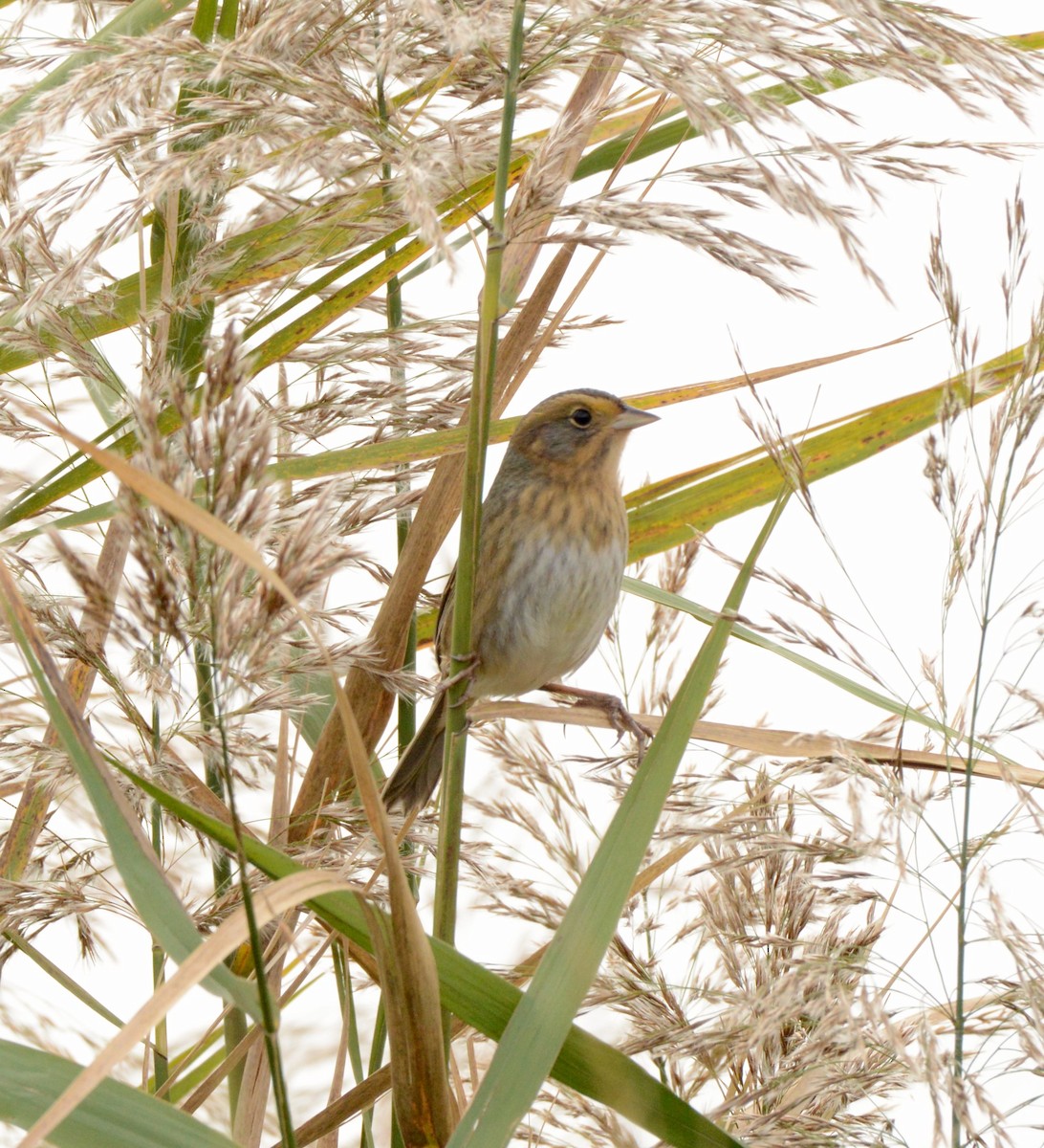 Nelson's Sparrow - ML644607255