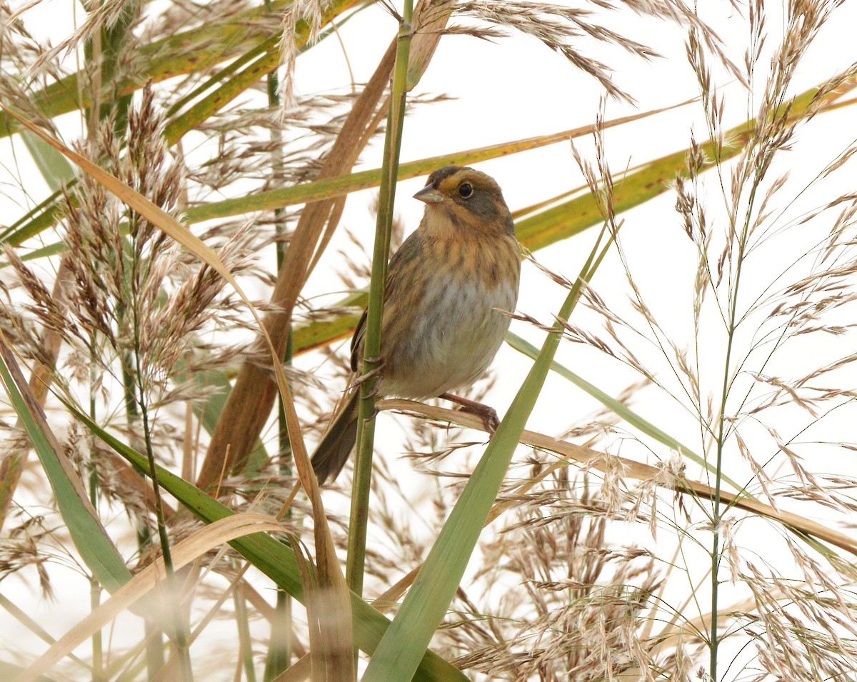 Nelson's Sparrow - ML644607256