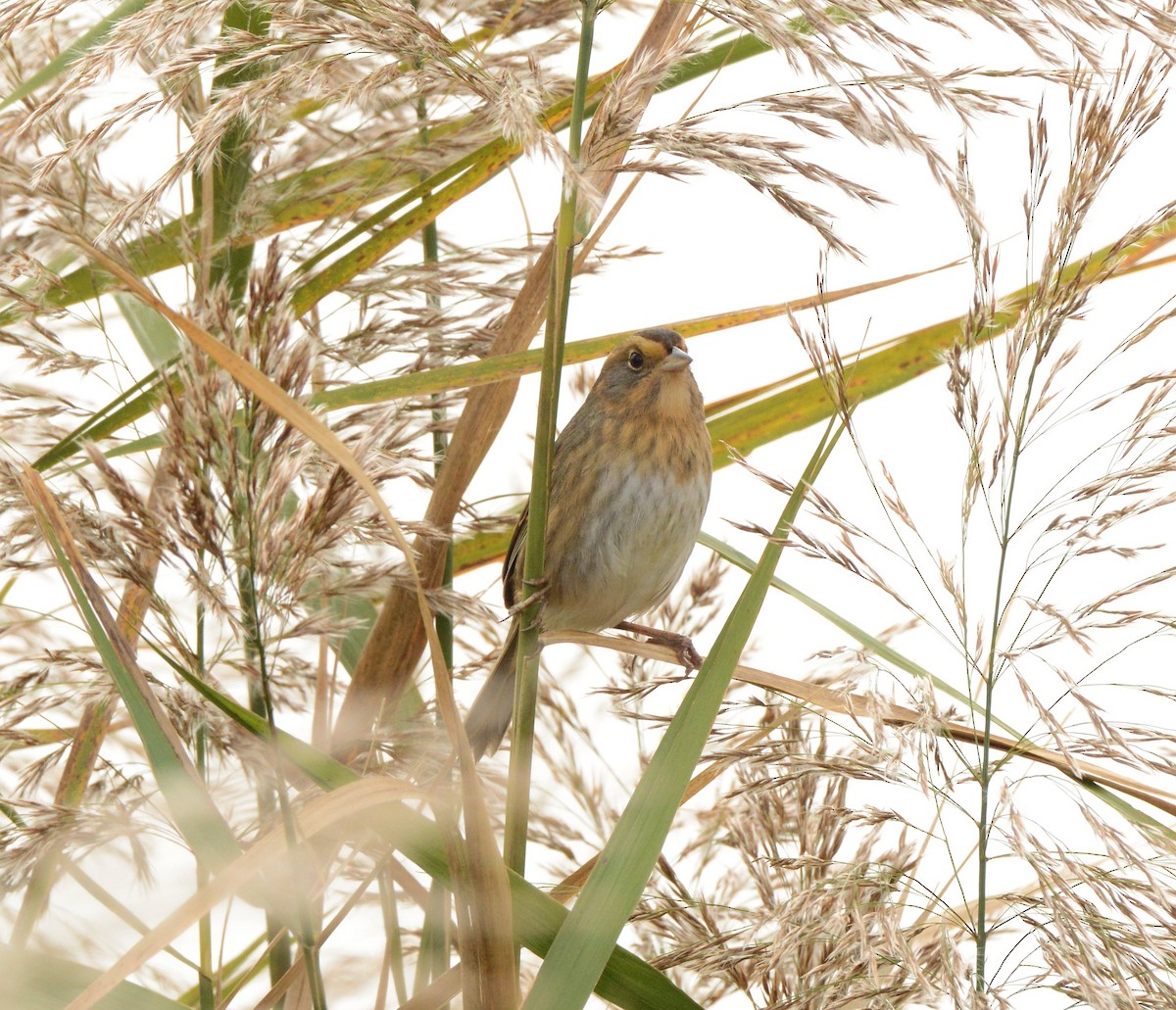 Nelson's Sparrow - ML644607257