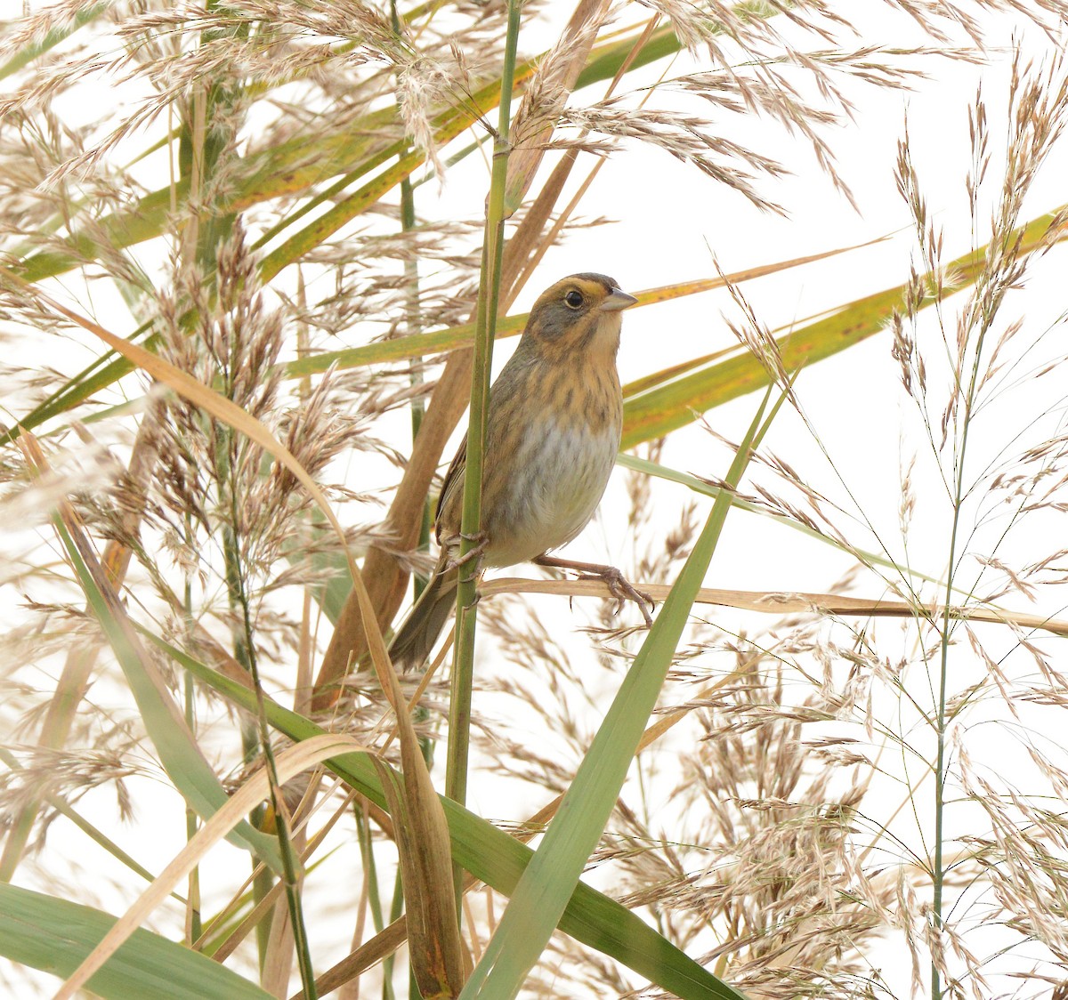 Nelson's Sparrow - ML644607259