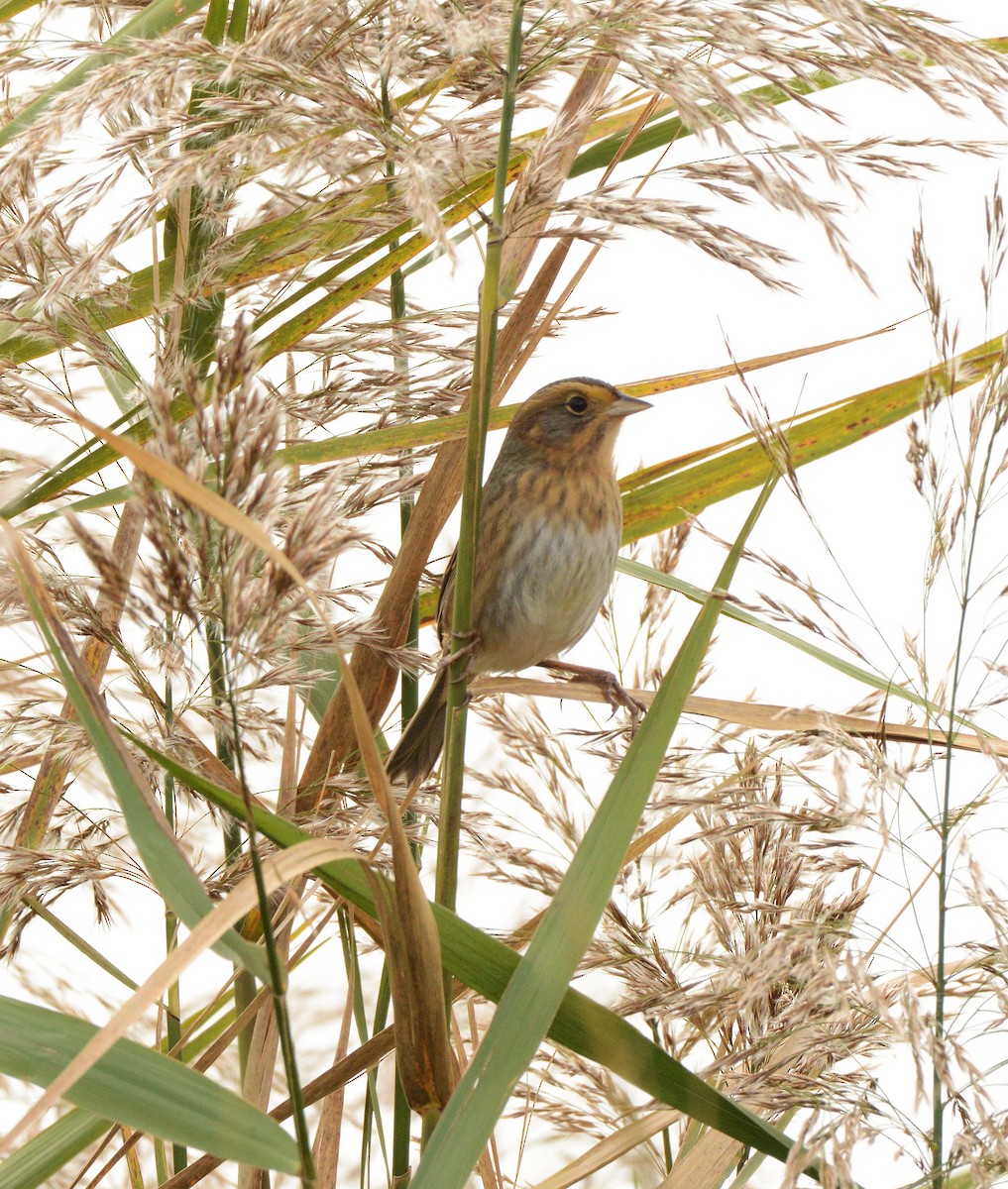 Nelson's Sparrow - ML644607261