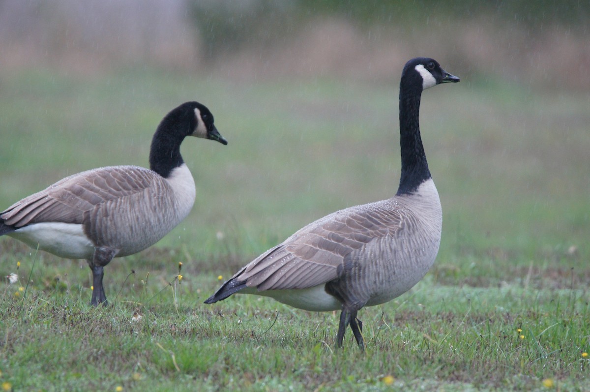 Canada Goose - ML644607269