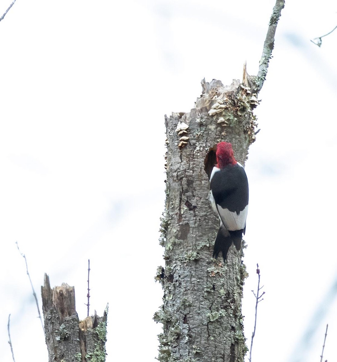 Red-headed Woodpecker - ML644607280
