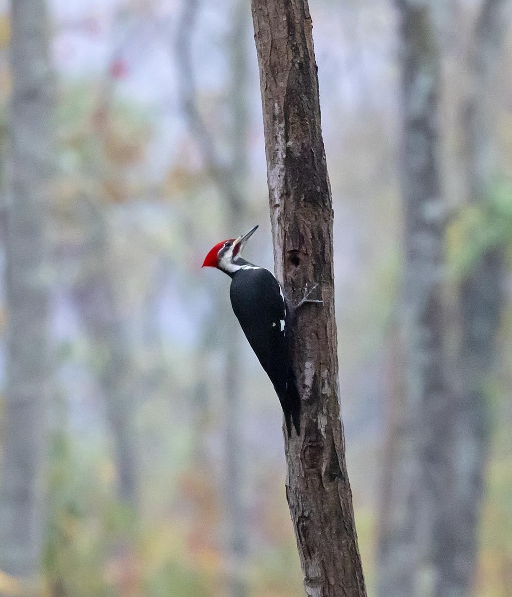 Хохлатая желна - ML644607284