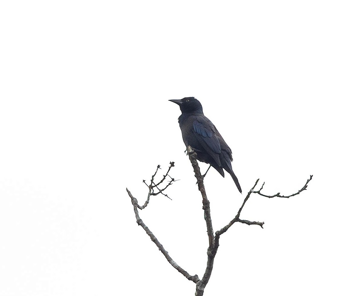 Common Grackle - ML644607292