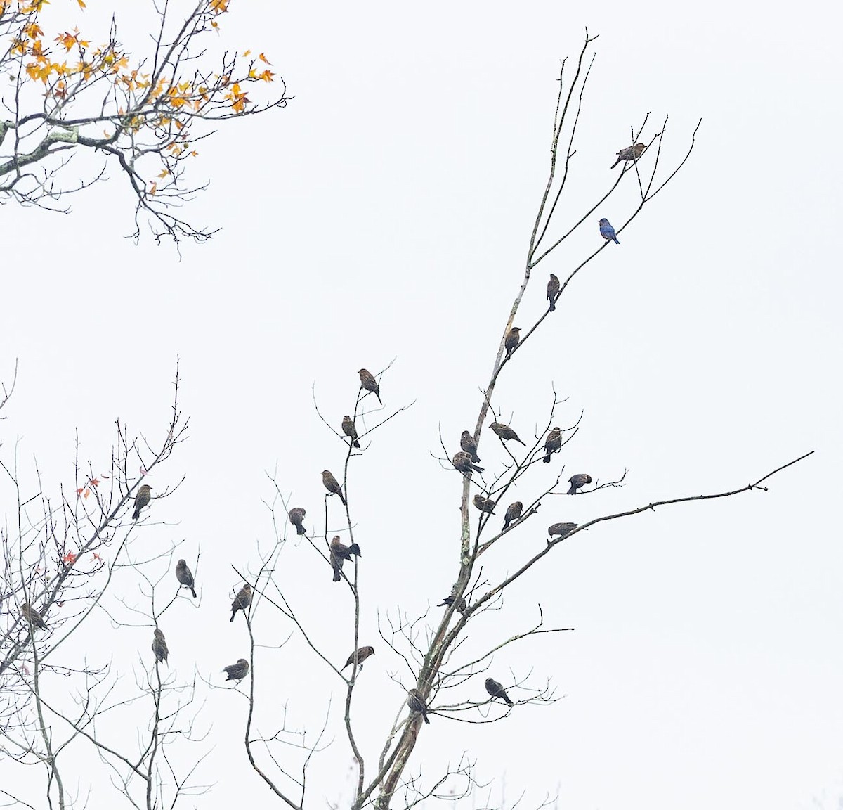 Red-winged Blackbird - ML644607296