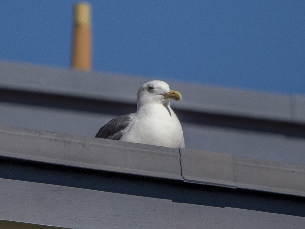 Мартин західний - ML644607299