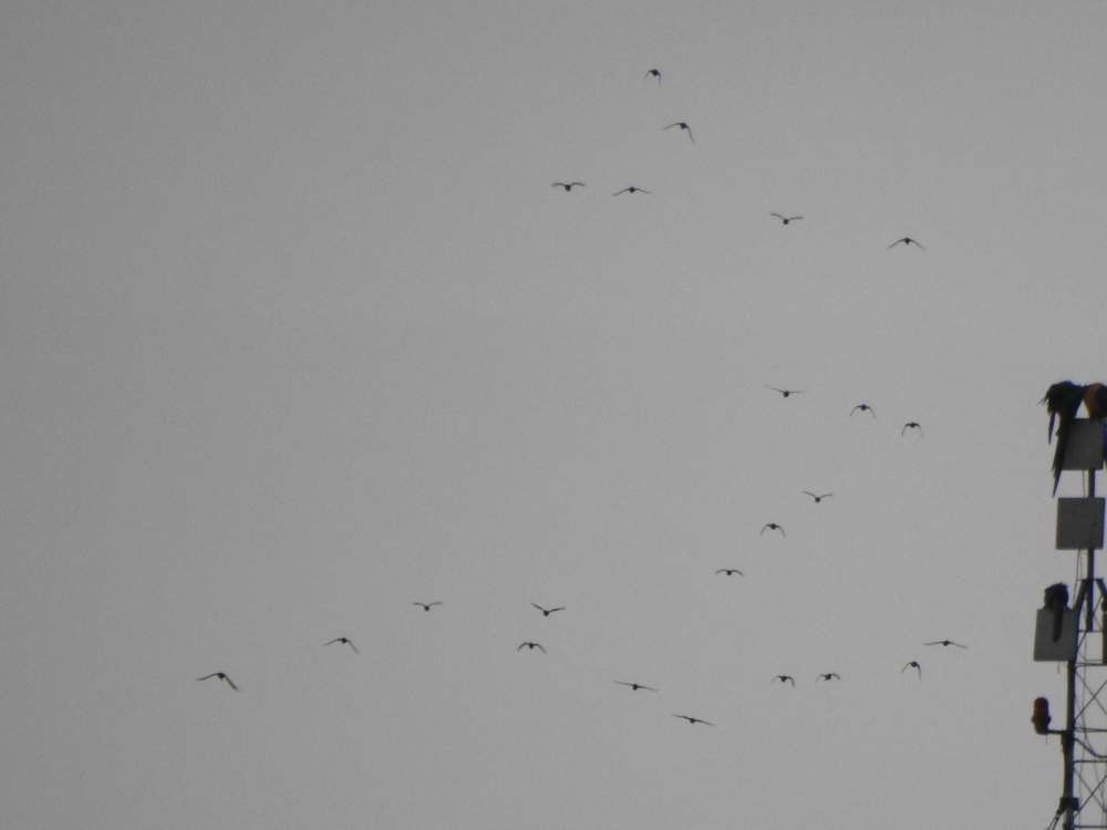 Conure de Wagler - ML644607303