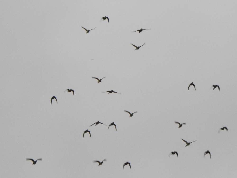 Conure de Wagler - ML644607305