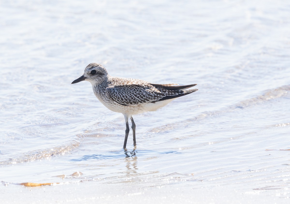 Black-bellied Plover - ML644607315