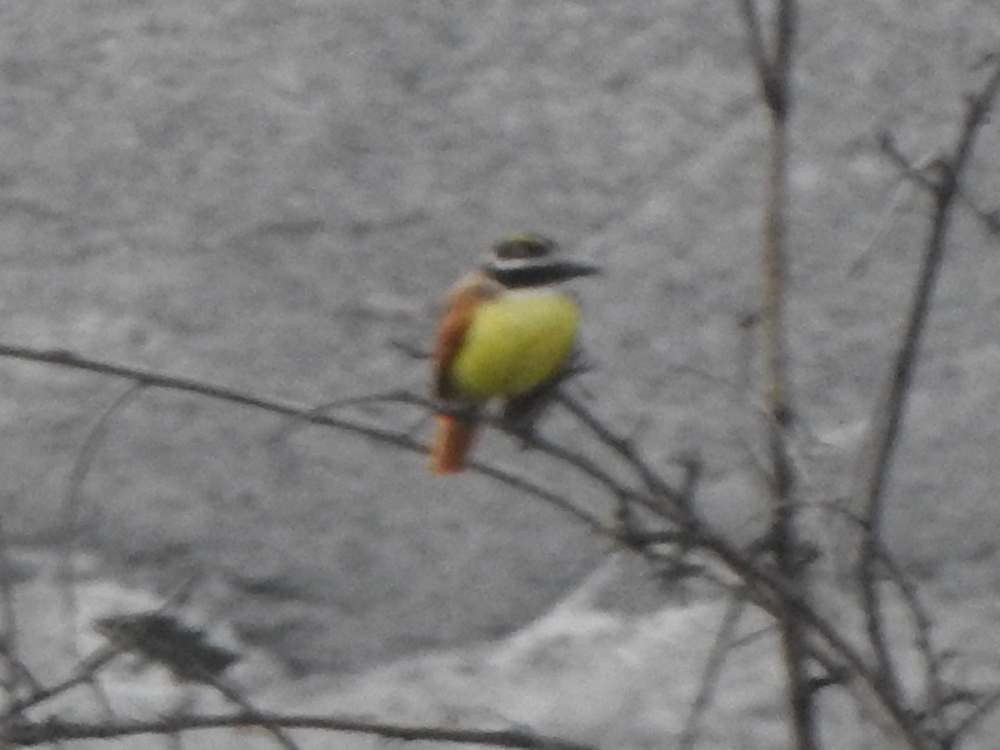 キバラオオタイランチョウ - ML644607317