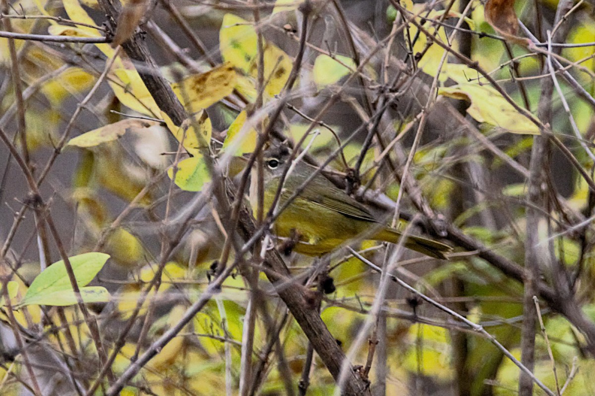 MacGillivray's Warbler - ML644607325