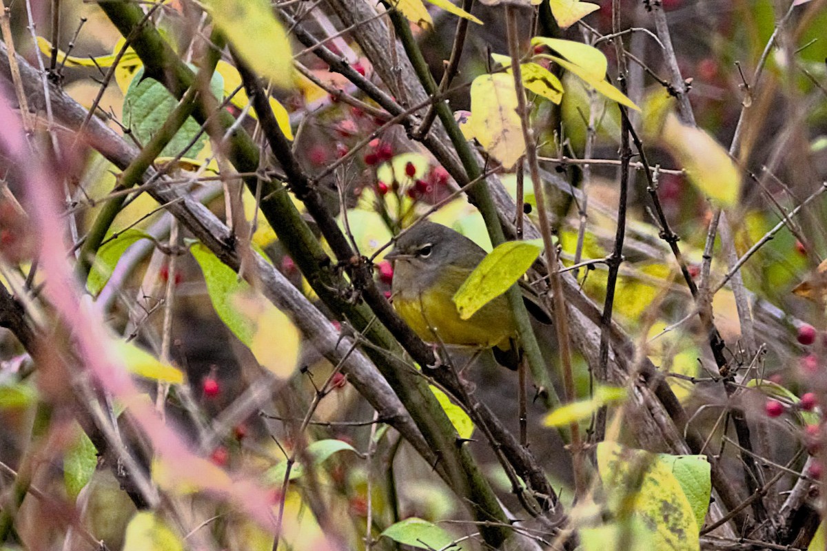 MacGillivray's Warbler - ML644607326