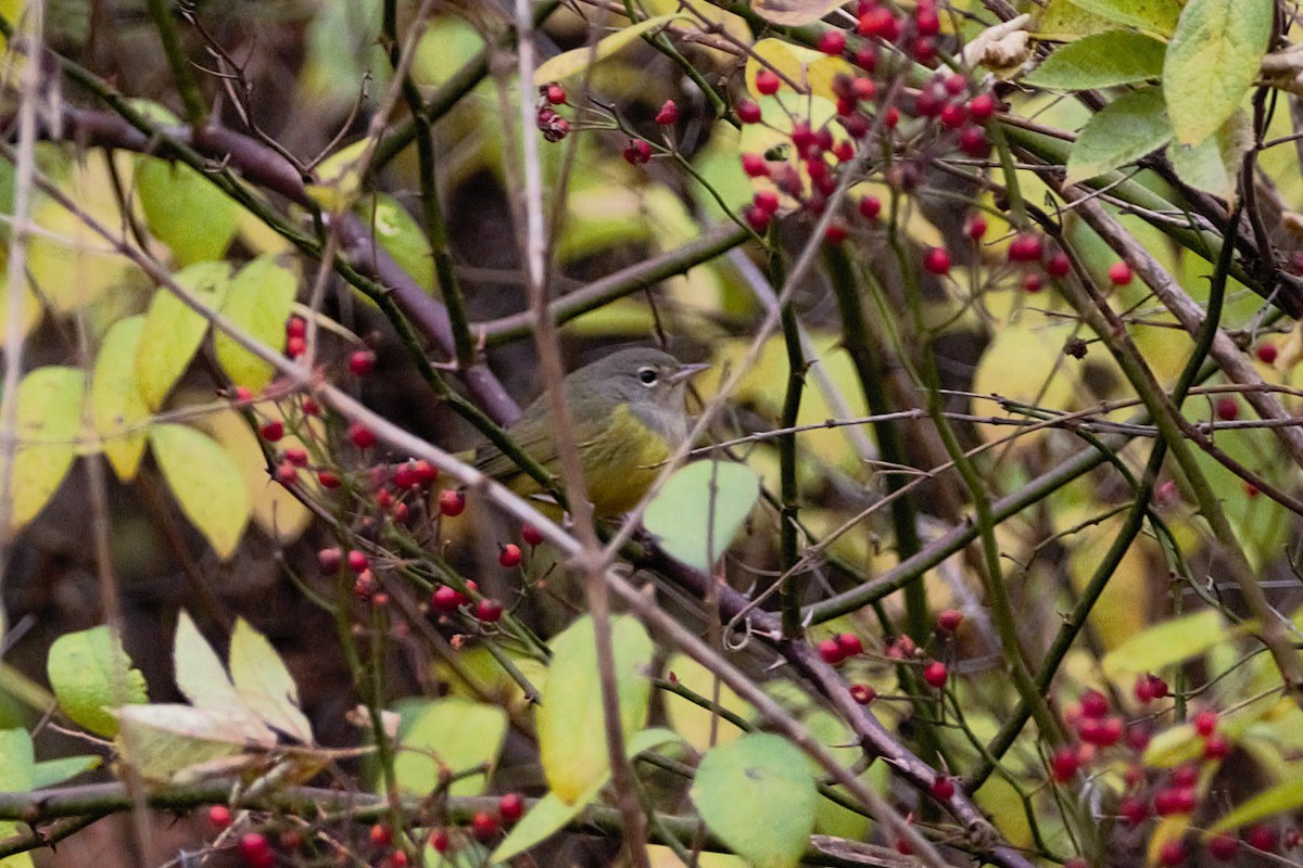 MacGillivray's Warbler - ML644607327