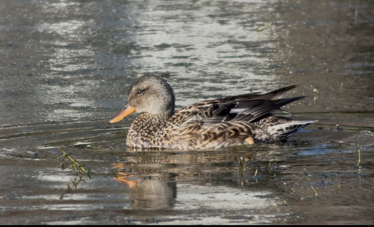 Gadwall - ML644607350