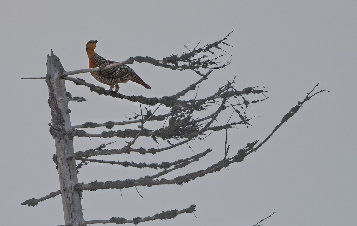 tetřev hlušec - ML644607358