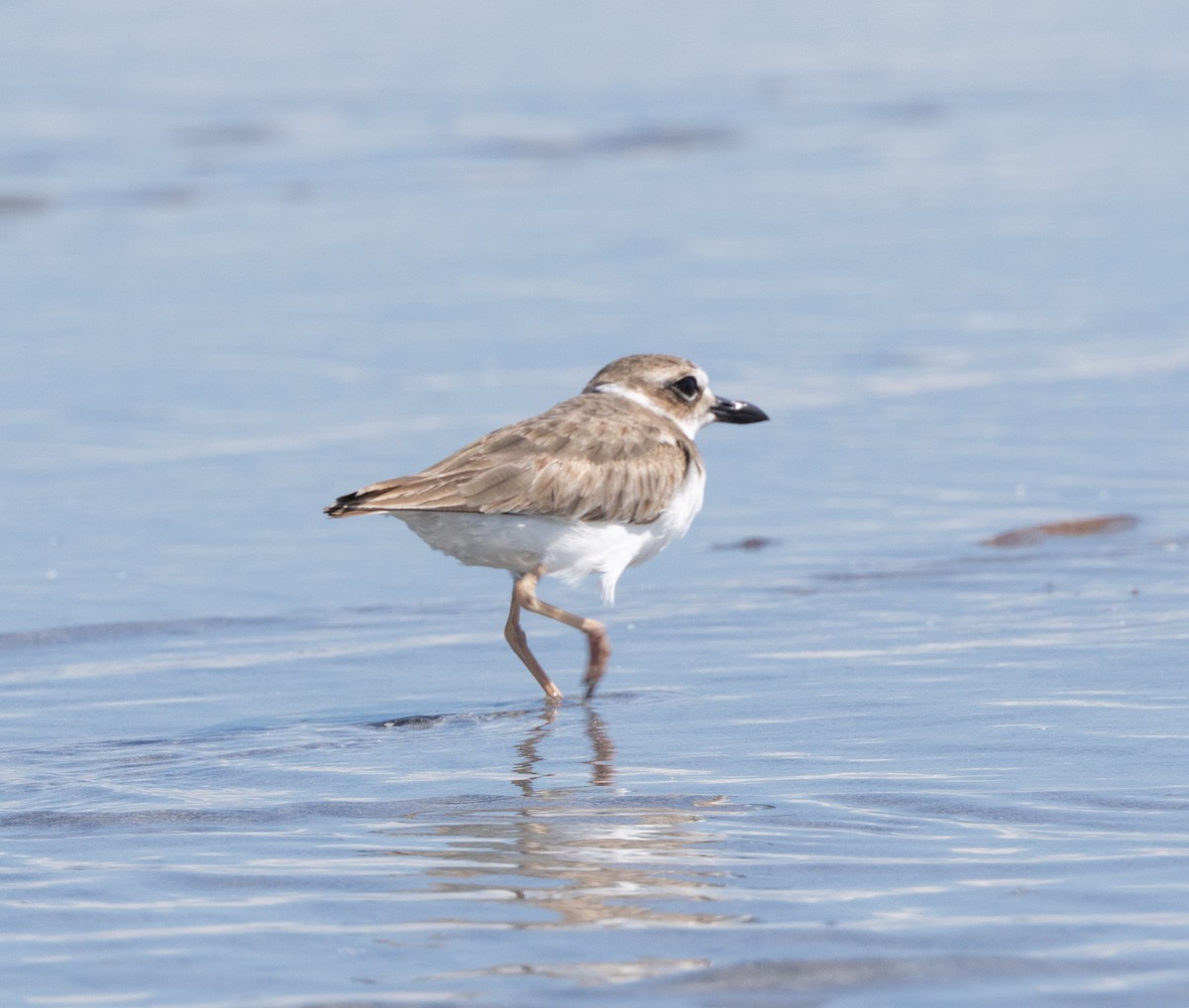 Wilson's Plover - ML644607361