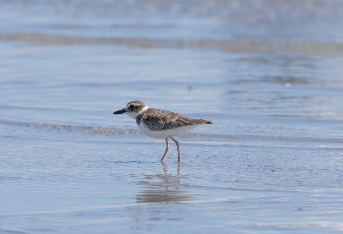 Wilson's Plover - ML644607362