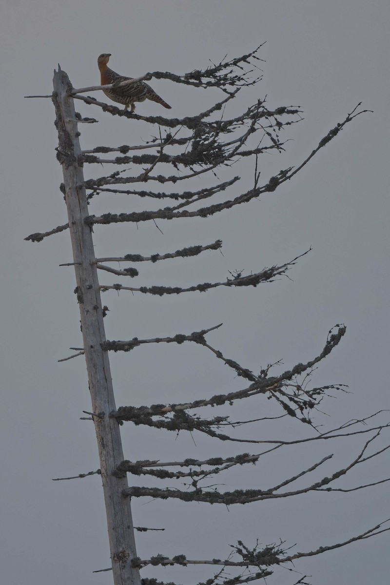 tetřev hlušec - ML644607363