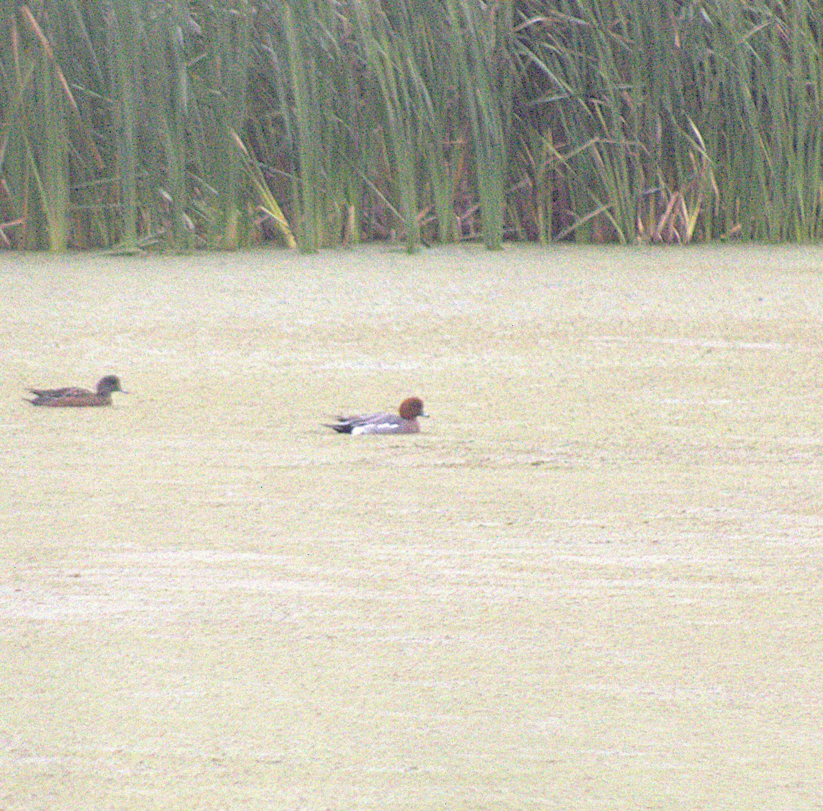 Eurasian Wigeon - ML644607370