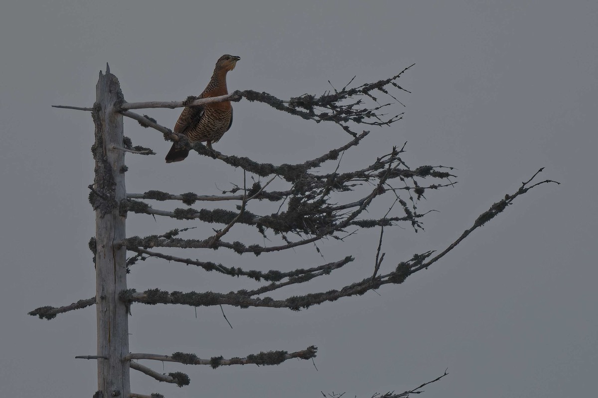 tetřev hlušec - ML644607378