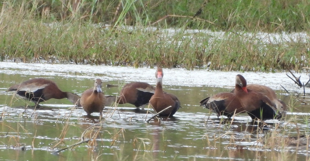 Black-bellied Whistling-Duck - ML644607379