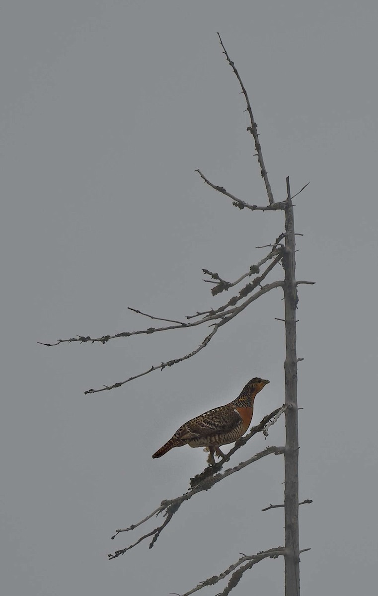 tetřev hlušec - ML644607383