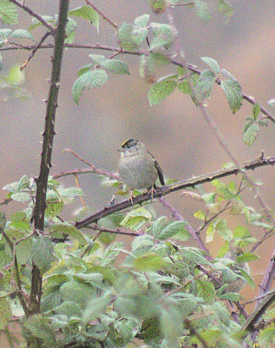 Golden-crowned Sparrow - ML644607384