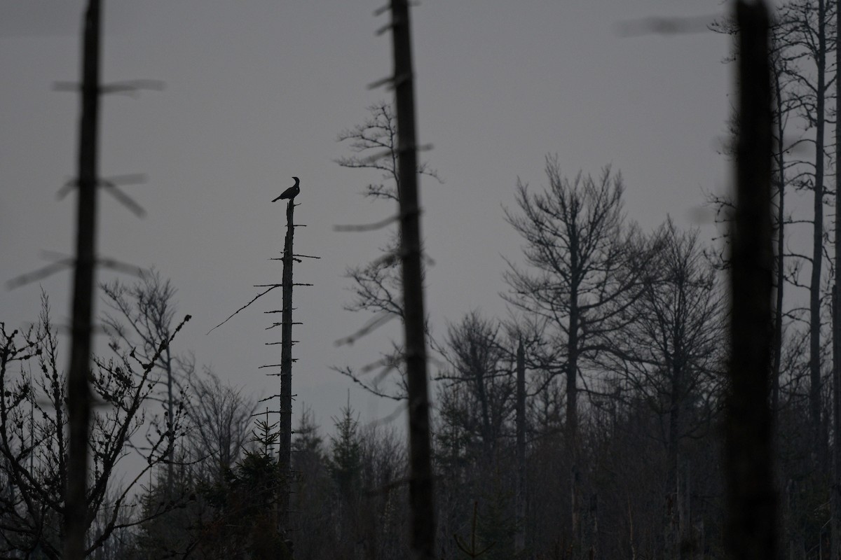 tetřev hlušec - ML644607391