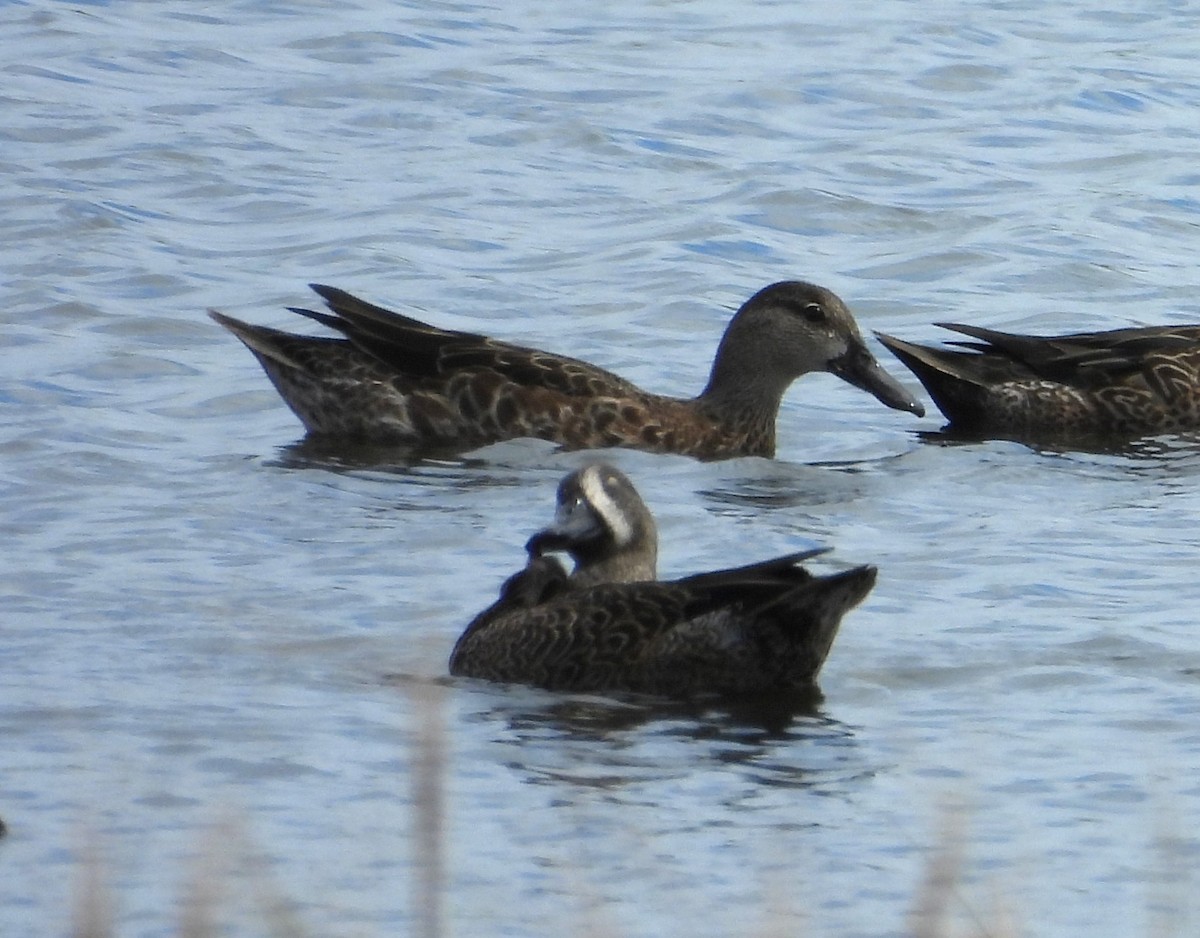 Blauflügelente - ML644607392