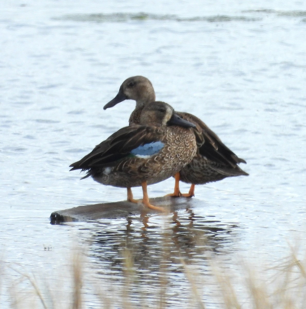 Blauflügelente - ML644607395