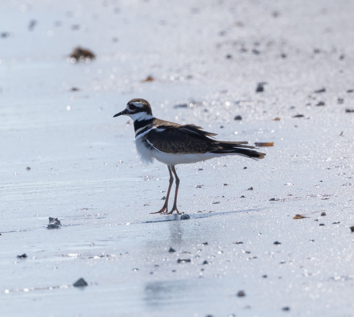 Killdeer - ML644607401